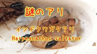 【アリ飼育】157 インドクワガタアリ Harpegnathos saltator [upl. by Nyltak]