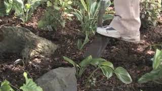 How to Grow LilyoftheValley Convallaria Majalis [upl. by Aicilif]