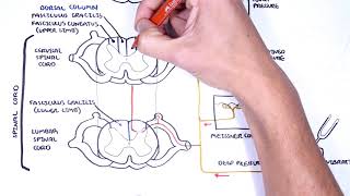 Sensory Tracts  Dorsal Column Medial lemniscus Pathway [upl. by Eelyac582]