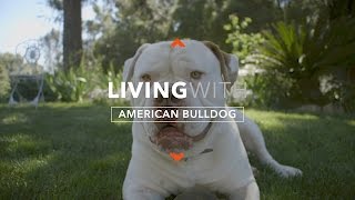 ALL ABOUT LIVING WITH AMERICAN BULLDOGS [upl. by Hctim965]