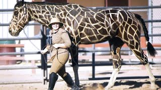 15 Most Incredible Horse Breeds In The World [upl. by Eile]