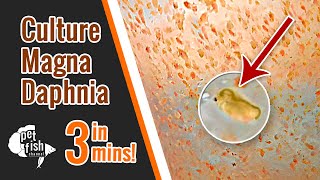 How to culture DAPHNIA MAGNA  The easy way [upl. by Nylirem]