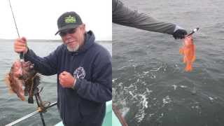 Releasing Rockfish Using descending devices in the Central Coast recreational fishery [upl. by Peery]