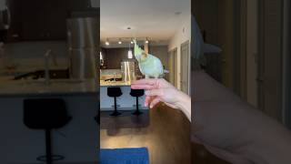 Cockatiel Flight Training [upl. by Veronike]