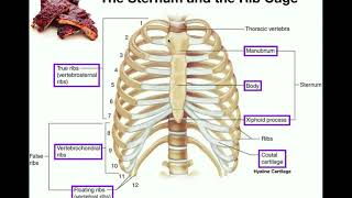 Anatomy  The Sternum Rib Cage amp Vertebrae [upl. by Iviv]