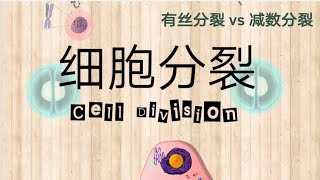 细胞分裂Cell Division  遗传疾病跟这个有关系？原来我们是这样长大的 有丝分裂vs减数分裂 [upl. by Aiht950]