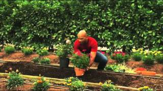 How to Plant Perennial Gardens [upl. by Annal]