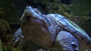 Cryptodira 1 Snapping Turtle family Chelydridae [upl. by Ztnaj]