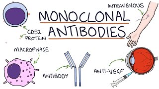 How do monoclonal antibodies work Rituximab infliximab adalimumab and others [upl. by Noirad483]