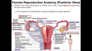 Pathway For Sperm and Egg Cells to Fertilization [upl. by Gotthelf]