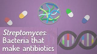 Streptomyces Bacteria that make antibiotics [upl. by Ailhad174]