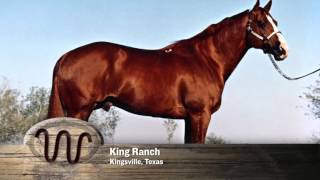 AQHA 75Year Breeder Salute [upl. by Fasa]