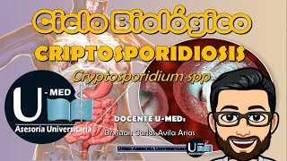 ✔CICLO BIOLÓGICO CRIPTOSPORIDIOSIS [upl. by Iseabal]