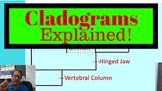 Cladograms Explained How to Read and Make Cladograms for Exam [upl. by Nnylaf]