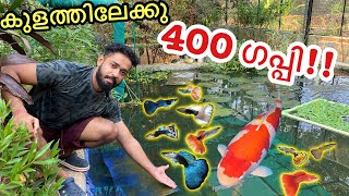 കടയിലെ മുഴുവൻ ഗപ്പിനേം മേടിച്ചു  Bought 400 Fishes [upl. by Urata]