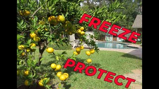 How to Protect Your Backyard Citrus from Freezing [upl. by Erdnassak]