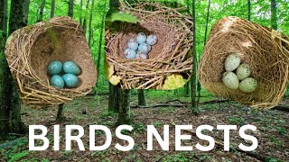 Birds Nests in BRITAIN  Compilation [upl. by Doyle]