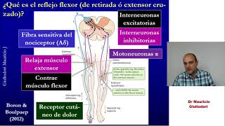 Fisiología de la locomoción II vías piramidal y extrapiramidal movimientos reflejos y voluntarios [upl. by Unam]