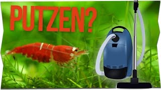 KÖNNEN GARNELEN EIN AQUARIUM SAUBER HALTEN  GarnelenTv [upl. by Latsryk]