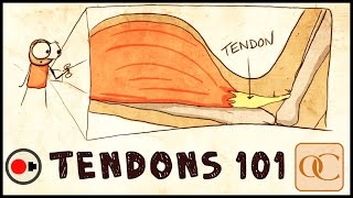 The Basic Science of Tendons amp Tendinitis [upl. by Lister]