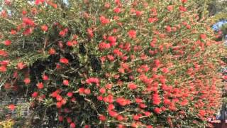 Callistemon citrinus  Lemon BottleBrush [upl. by Ellinehc39]