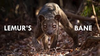 Fossa the King of Madagascar [upl. by Acsot467]