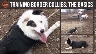 Training Border Collies The Basics [upl. by Timmons777]