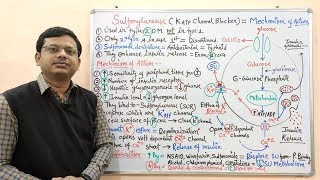 Diabetes Mellitus Part10 Mechanism of Action of Sulfonylurease  Antidiabetic Drugs  Diabetes [upl. by Maria387]