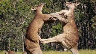 Filming The Kangaroo Boxing Fight  Wild Stories  BBC Earth [upl. by Ahsoek]