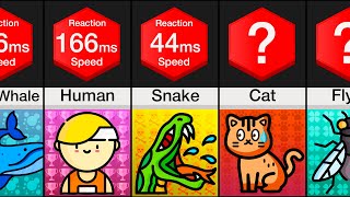 Comparison Animal Reaction Speed [upl. by Daas]