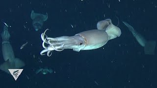 Decoding the secret language of Humboldt squid [upl. by Cired]