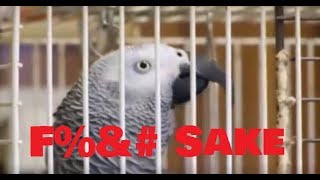 BIRD SWEARING COMPILATION  TRY NOT TO LAUGH [upl. by Kaehpos]