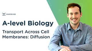 Transport Across Cell Membranes Diffusion  Alevel Biology  OCR AQA Edexcel [upl. by Hanshaw]