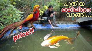 ദൈവമേ40000 രൂപയുടെ മയിലോ  Bought New Expensive Bird [upl. by Arikihs]