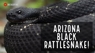 Arizona Black Rattlesnake [upl. by Aydin]