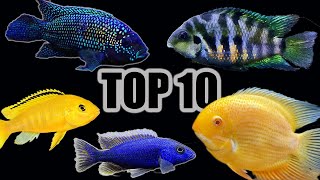 Top 10 Cichlids for Beginners [upl. by Llien108]