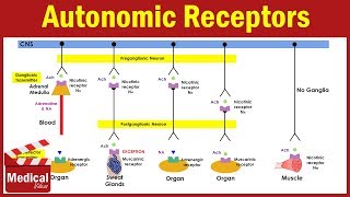 Pharmacology ANS 4 Autonomic receptors  Sympathetic Receptors and Parasympathetic Receptors [upl. by Akenal]