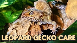 Everything You Need to Know About Leopard Gecko Care [upl. by Milson]