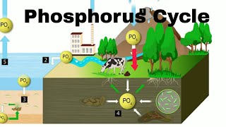 Phosphorus Cycle [upl. by Aitnahc]