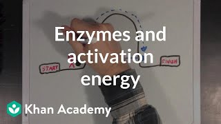 Enzymes and activation energy  Biomolecules  MCAT  Khan Academy [upl. by Ttevy515]