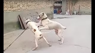 Pitbull attacks a Bully Kutta [upl. by Yeldah]