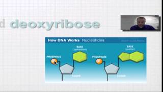 Chapter 12A Part 2  Nucleotide Structure [upl. by Yeniar934]