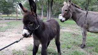 Halter Breaking Our Baby Miniature Donkey [upl. by Elliott]