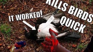 THE BEST WAY TO KILL MAGPIES Permanent magpie eradication [upl. by Nilson136]