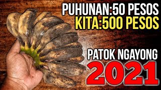 Gawin mo Ito sa SAGING SABA sa 50 PESOS na PUHUNAN KIKITA ka dito ng MALAKI at Patok na Patok Pa [upl. by Naujet]