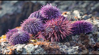 NEW UNISea Urchin RECIPE Coastal Foraging Catch and Cook [upl. by Nylanej930]