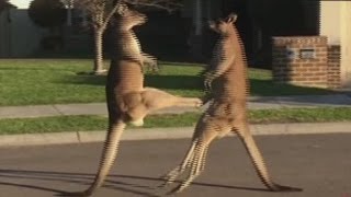 Kangaroos take their fight to the street [upl. by Horton]