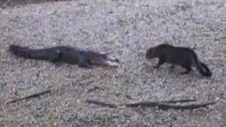 Now Whos The Scaredy Cat  Alligator vs Housecat [upl. by Suoirad]