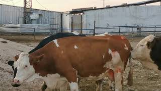 New Simmentals Arrived to Our Farm  Farming  15 l Animal Mating [upl. by Walter]