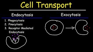 Cell Transport  Endocytosis Exocytosis Phagocytosis and Pinocytosis [upl. by Basset]